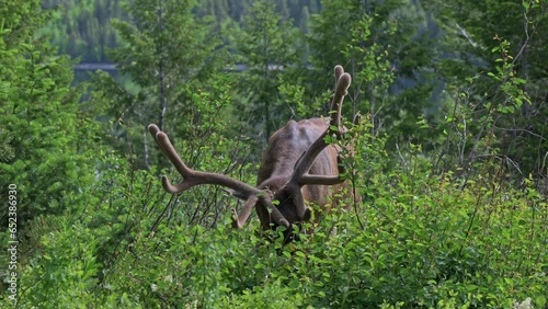 male elk or wapiti (Cervus canadensis), Grand Teton National Park, Wyoming, United States of America