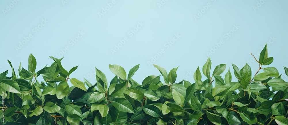 Bush standing alone on isolated pastel background Copy space