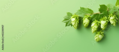 Single green hop plant isolated pastel background Copy space