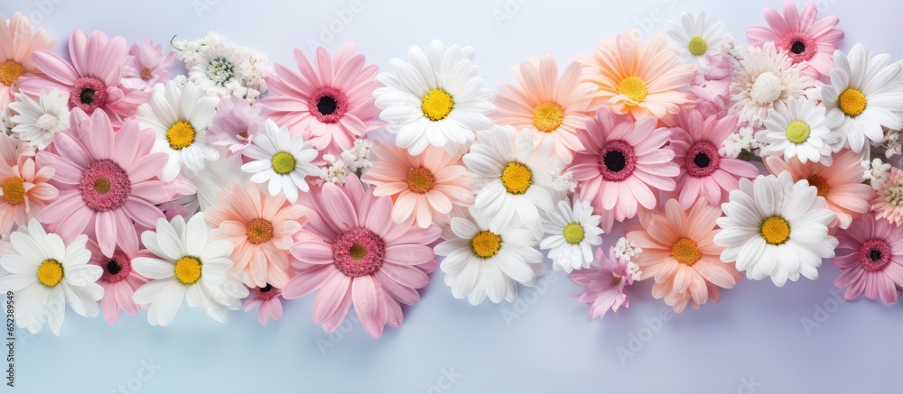 Blossoming plant isolated pastel background Copy space Blossoming plant isolated pastel background Copy space