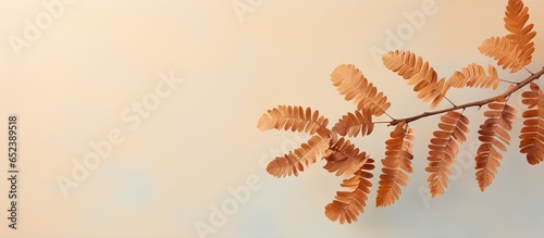 Tamarind leaves on a isolated pastel background Copy space dry