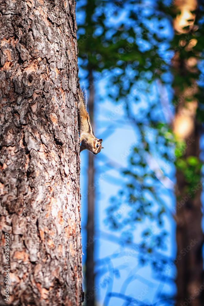 cute chipmunk on a tree in the forest cute chipmunk on a tree in the forest