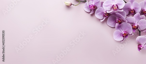 Purple flower Alone against isolated pastel background Copy space