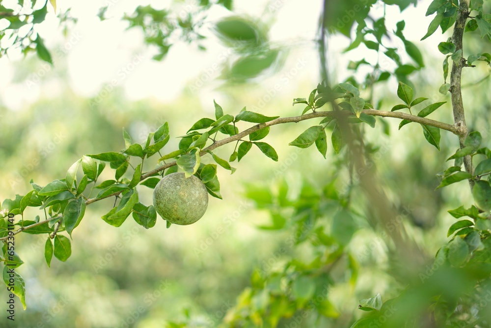 View of a Stone apple (Aegle Marmelos) on a tree. View of a Stone apple (Aegle Marmelos) on a tree.