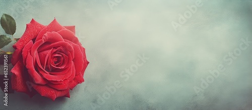 Red flower against isolated pastel background Copy space