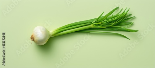Isolated green onion isolated pastel background Copy space