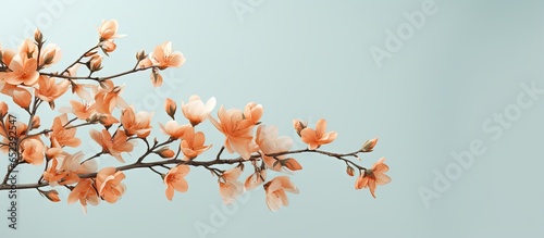 Isolated orange flower branch on a isolated pastel background Copy space