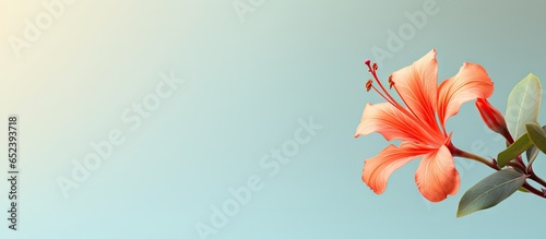 Isolated red and orange clove flower on a isolated pastel background Copy space photo