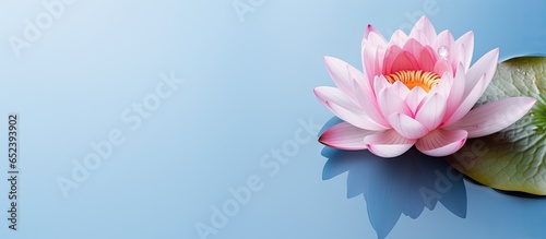 Black isolated pastel background Copy space lotus water lily flower