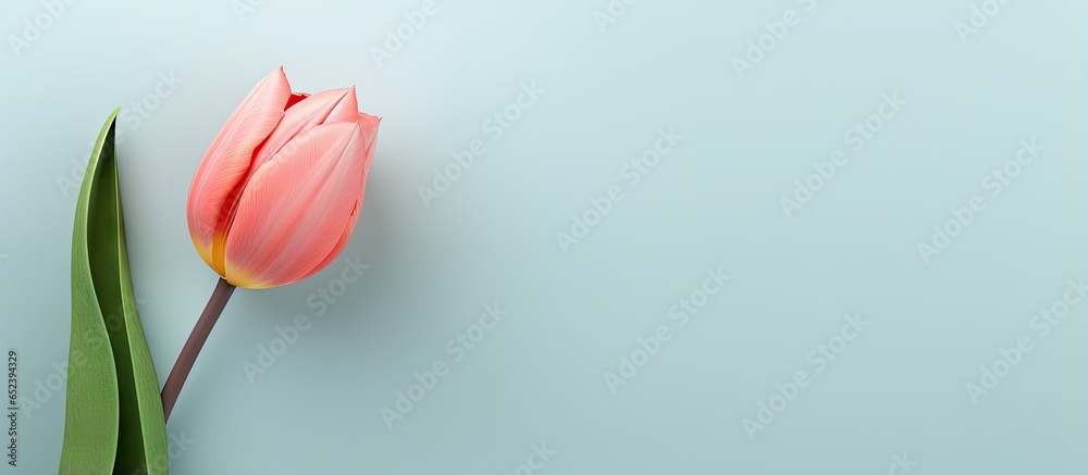 Tulip on isolated pastel background Copy space