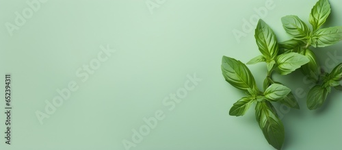 Closeup of sweet basil leaves on a isolated pastel background Copy space