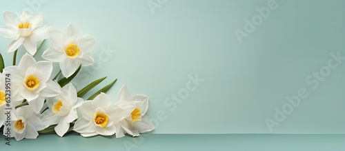 Narcissus flower against a isolated pastel background Copy space © vxnaghiyev