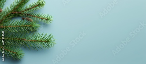 Golden Nordmann fir in a pot isolated pastel background Copy space coniferous trees Christmas symbol from above photo
