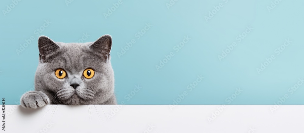 British shorthair feline against isolated pastel background Copy space
