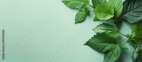 Copy space with isolated green mulberry leaves