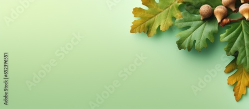 Green acorns and oak leaf a...