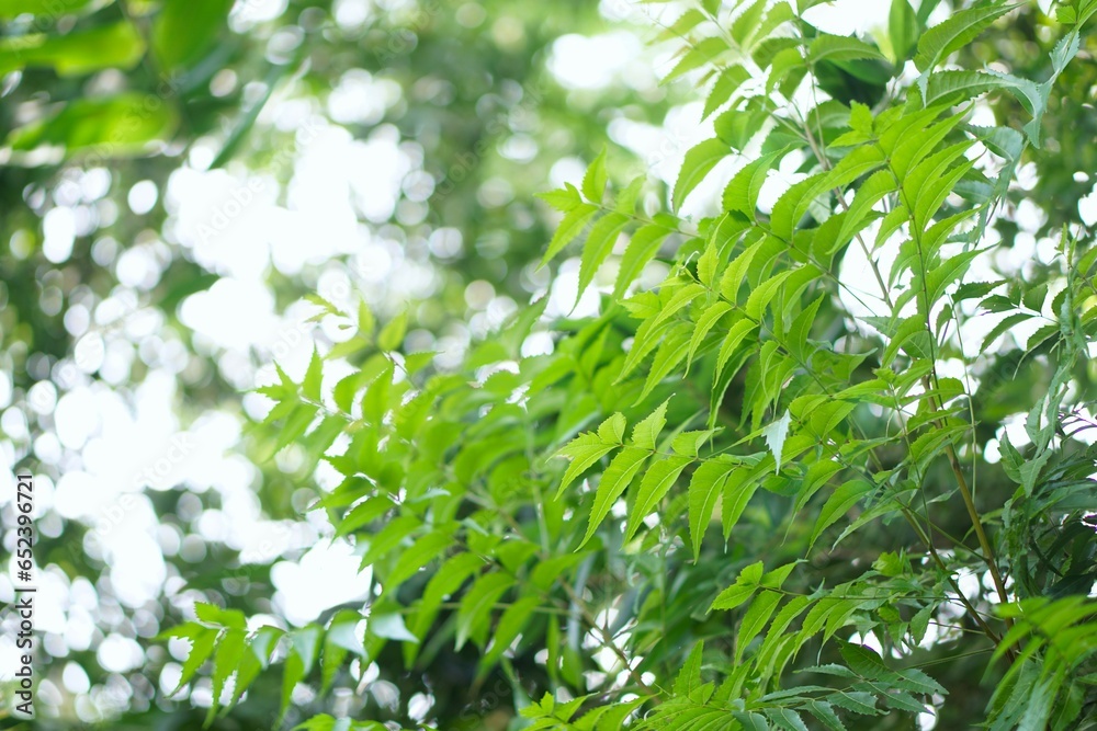 green leaves in the forest green leaves in the forest