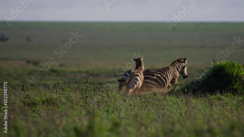 Long lens pan of male zebras (Equus Quagga) chasing each other during the morning in Africa.
