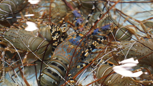 Lobsters are found in various oceans around the world. They inhabit rocky, sandy, or muddy bottoms of the ocean floor. Different species of lobsters may have specific habitat preferences