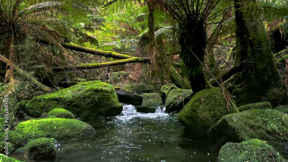 Lush forest wilderness nature. Australia Tasmania landscape Lush forest wilderness nature. Australia Tasmania landscape