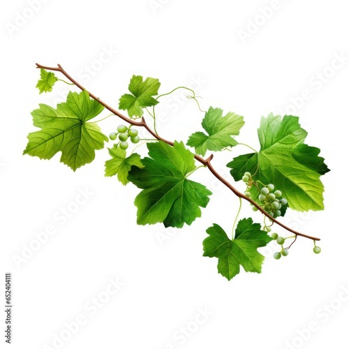 Grapevine with vibrant green, thick leaves, showcased, isolated on white background