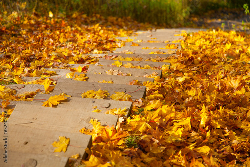 Golden autumn in the park. Tree leaves in bright colors