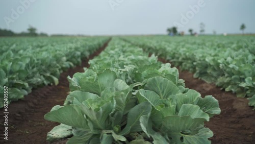 Rows of cabbage plantation in the field. farmland.