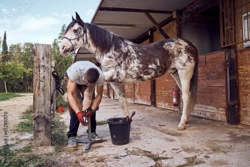 Farrier boy changing horseshoe in the stable