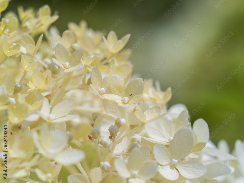 Lush white and yellow hydrangea flowers in summer.