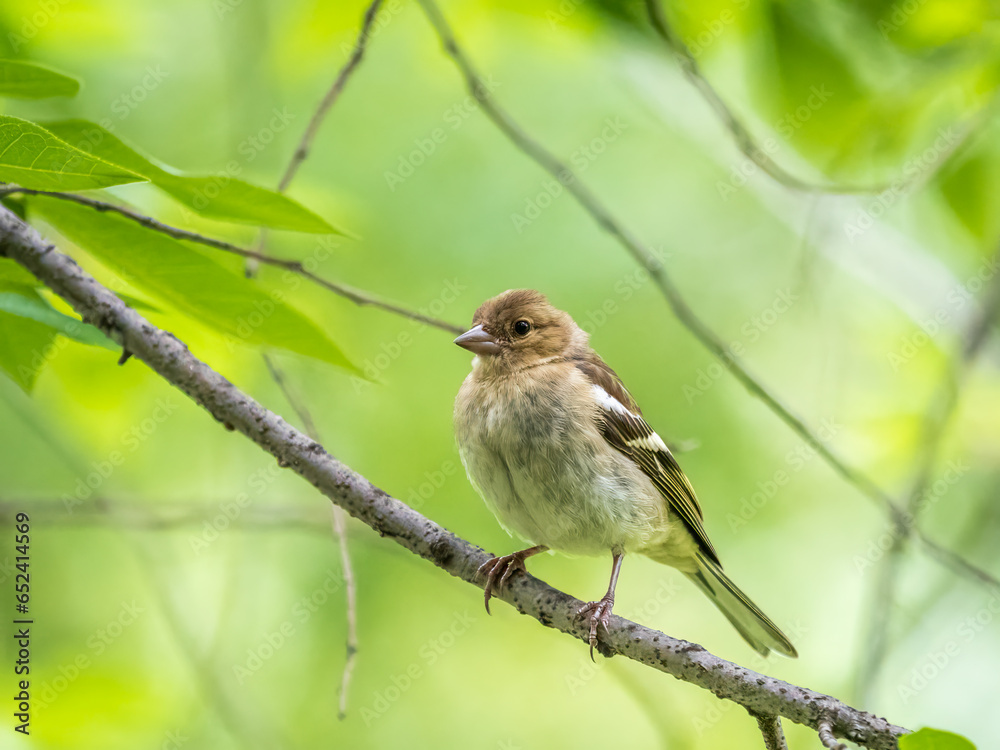 Common chaffinch female, Fringilla coelebs. Common chaffinch in wildlife. Common chaffinch female, Fringilla coelebs. Common chaffinch in wildlife.