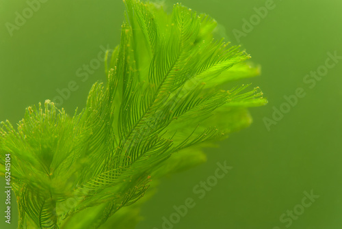 Close up of coontail ceratophyllum demersum a common aquatic plant photo