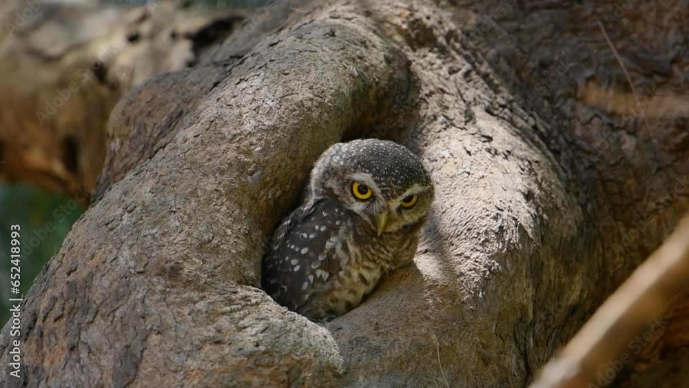Spotted owlet (Athene brama) on the tree , bird watching in the forest Spotted owlet (Athene brama) on the tree , bird watching in the forest
