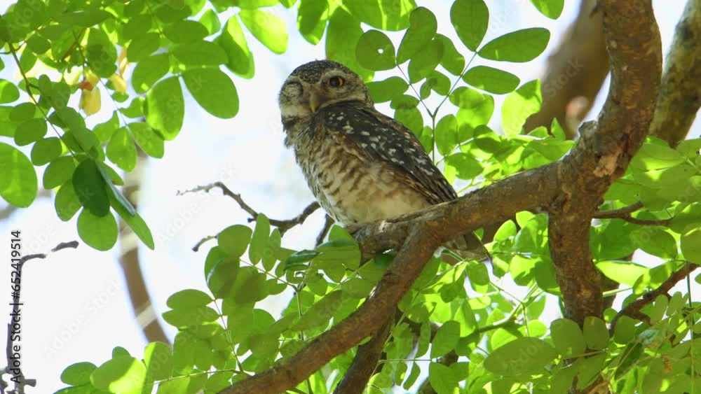 Spotted owlet (Athene brama) on the tree , bird watching in the forest Spotted owlet (Athene brama) on the tree , bird watching in the forest