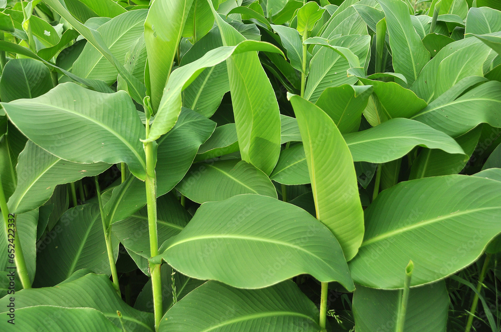 folhagem folhas verdes 