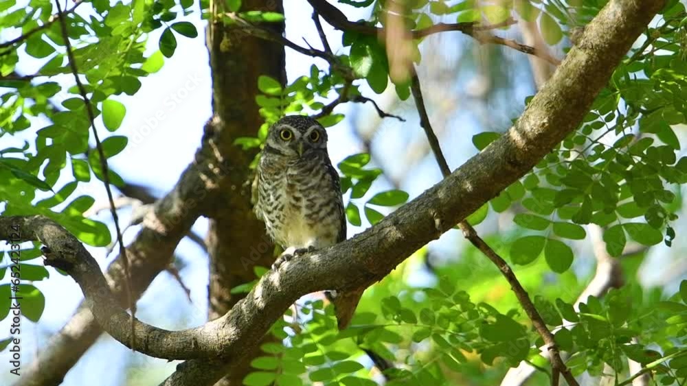 Spotted owlet (Athene brama) on the tree , bird watching in the forest Spotted owlet (Athene brama) on the tree , bird watching in the forest