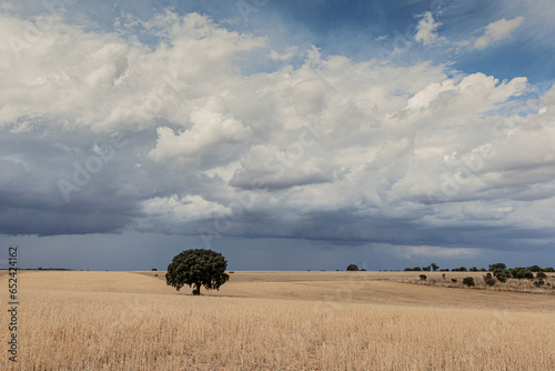 Field by the Esla River behind the Puente Quintos Bridge. Beauty Spain photo