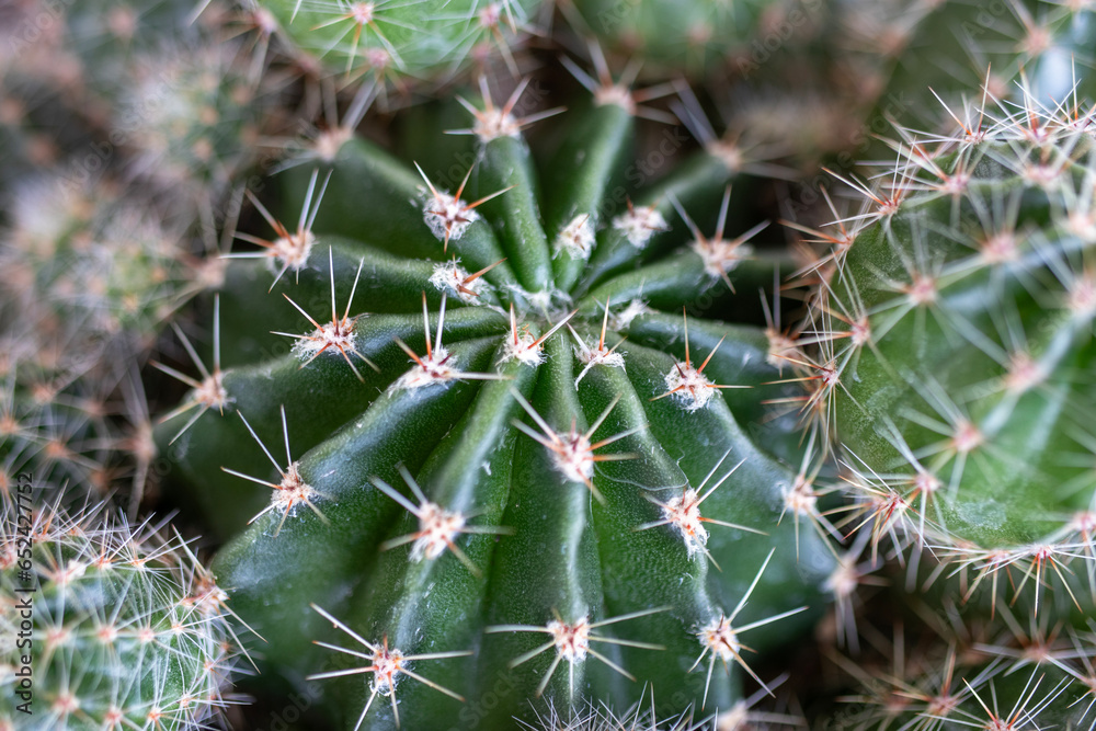 cactus plant, macro close-up. background. cactus plant, macro close-up. background.