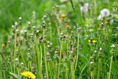 closed dandelions on long stems in the evening