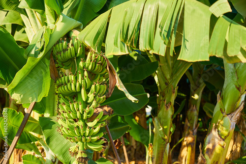 Bananas on a banana plantation up close.