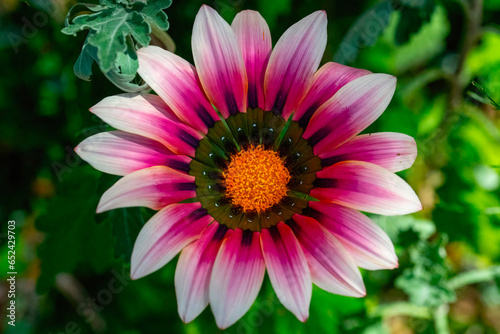 Close-up of a common gazania (Gazania krebsiana) flower in a private garden in Uniondale, Western Cape. photo