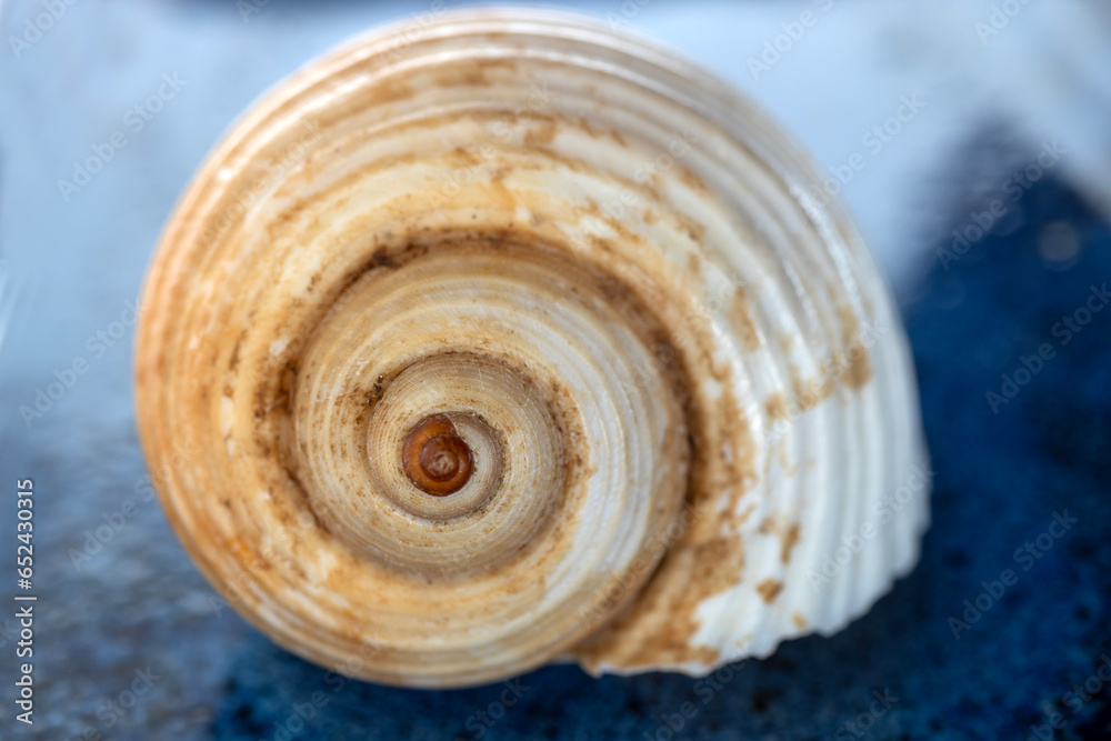 seashell macro photo. close up single object detail photograph. seashell macro photo. close up single object detail photograph.