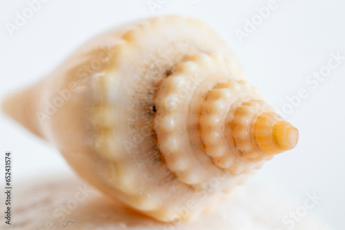 seashell macro photo. close up single object detail photograph.