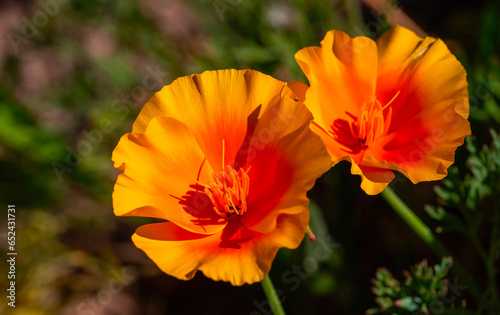 California poppies (Eschscholzia californica). A close up of a California poppy flowers outside stores in Uniondale, Western Cape.