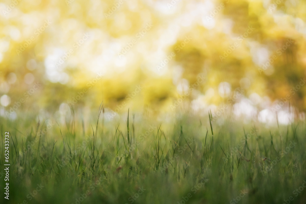 Nature Background - Unfocused nature image of a green meadow with yellow glowing bokeh