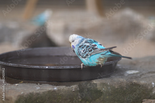 Melopsittacus undulatus - Blue budgie at a bird bath photo