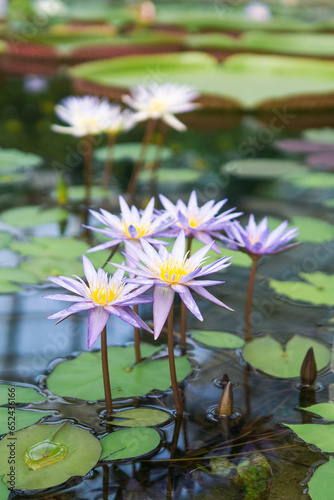 beautiful flowers of blue water lily, also called blue lotus