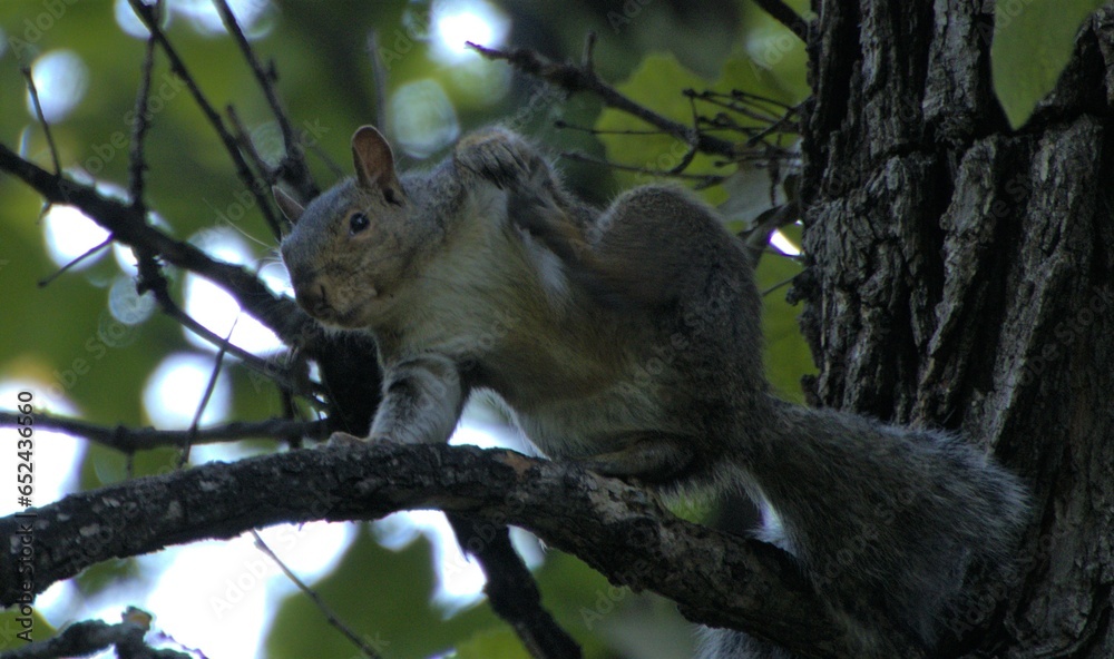 Grey squirrel in tree scratching an itch. Grey squirrel in tree scratching an itch.
