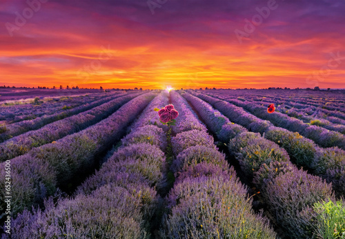 Obraz na płótnie Rose with lavende w salonie