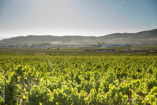 Paisaje de viñas con racimos de uvas en campos de viñedos para recolectar en la vendimia y producir vino