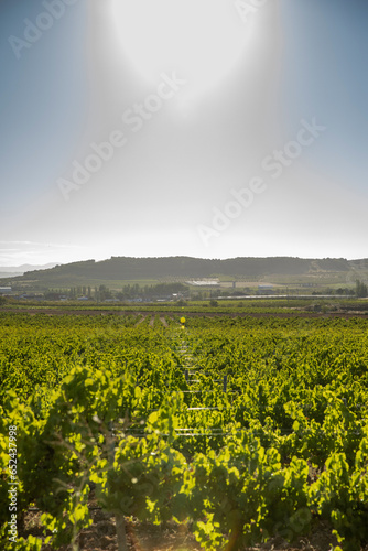 Paisaje de viñas con racimos de uvas en campos de viñedos para recolectar en la vendimia y producir vino
